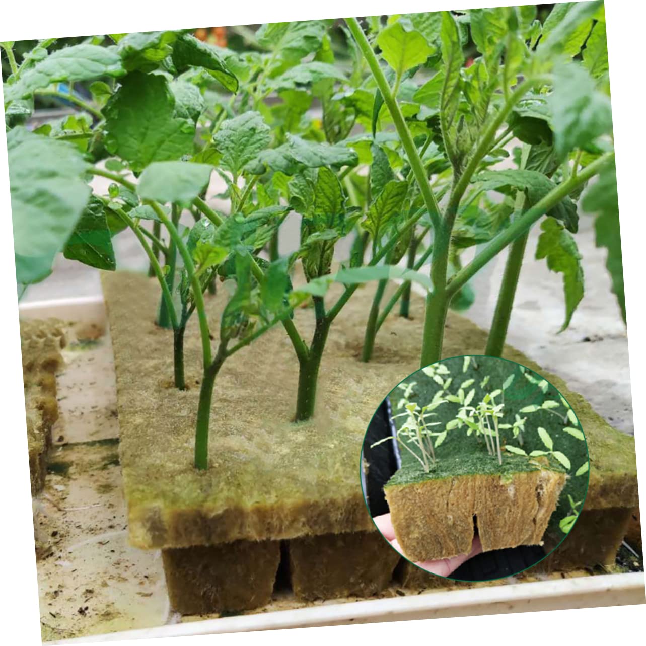 INOOMP Bloque de Lana Hidropónica 1, 5 Pulgadas 8 Piezas Verde