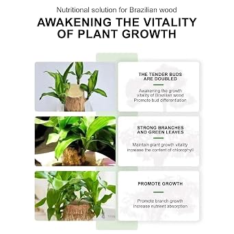 Hydroponic Brazilian Wood Nutrient Solution, Lucky Bamboo & Brazilian Wood Liquid Fertilizer, Brazilian Wood Flowering Special Nutrient Solution for Indoor Potted Plants, Rooting Solution (3PCS)