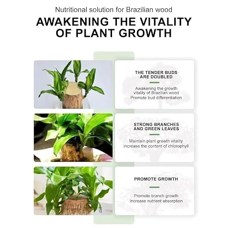 Hydroponic Brazilian Wood Nutrient Solution, Lucky Bamboo & Brazilian Wood Liquid Fertilizer, Brazilian Wood Flowering Special Nutrient Solution for Indoor Potted Plants, Rooting Solution (3PCS)