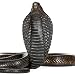 Guess The Snake