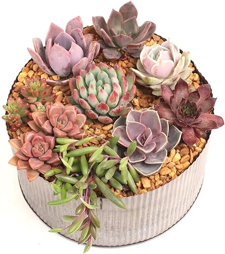 Miniatura 4 de Mountain Crest Gardens Sweetheart - Paquete variado de suculentas, 6 plantas vivas en macetas de 2 pulgadas, rosetas, arrastradas y verticales,