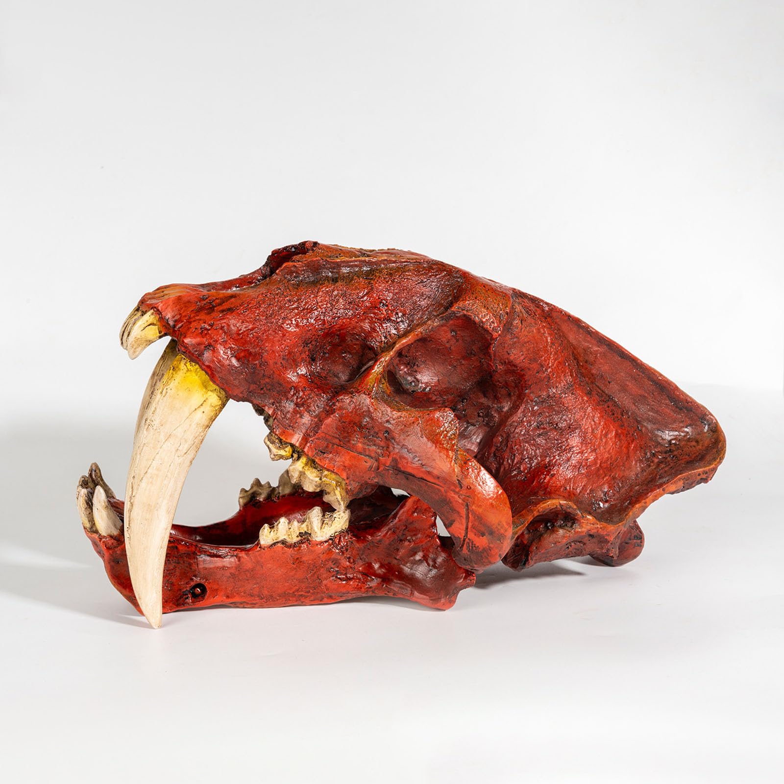 Cráneo de Tigre Réplica en Resina Estatua de Cráneo de Tigre Dientes de Sable Decoración para Fiesta de Halloween, Hogar y Oficina,Rojo,33cm