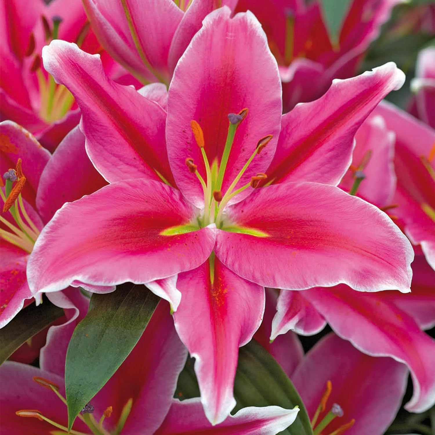 Amazon.com: Votaniki Lake Carey Lily - Perennial & Fragrant