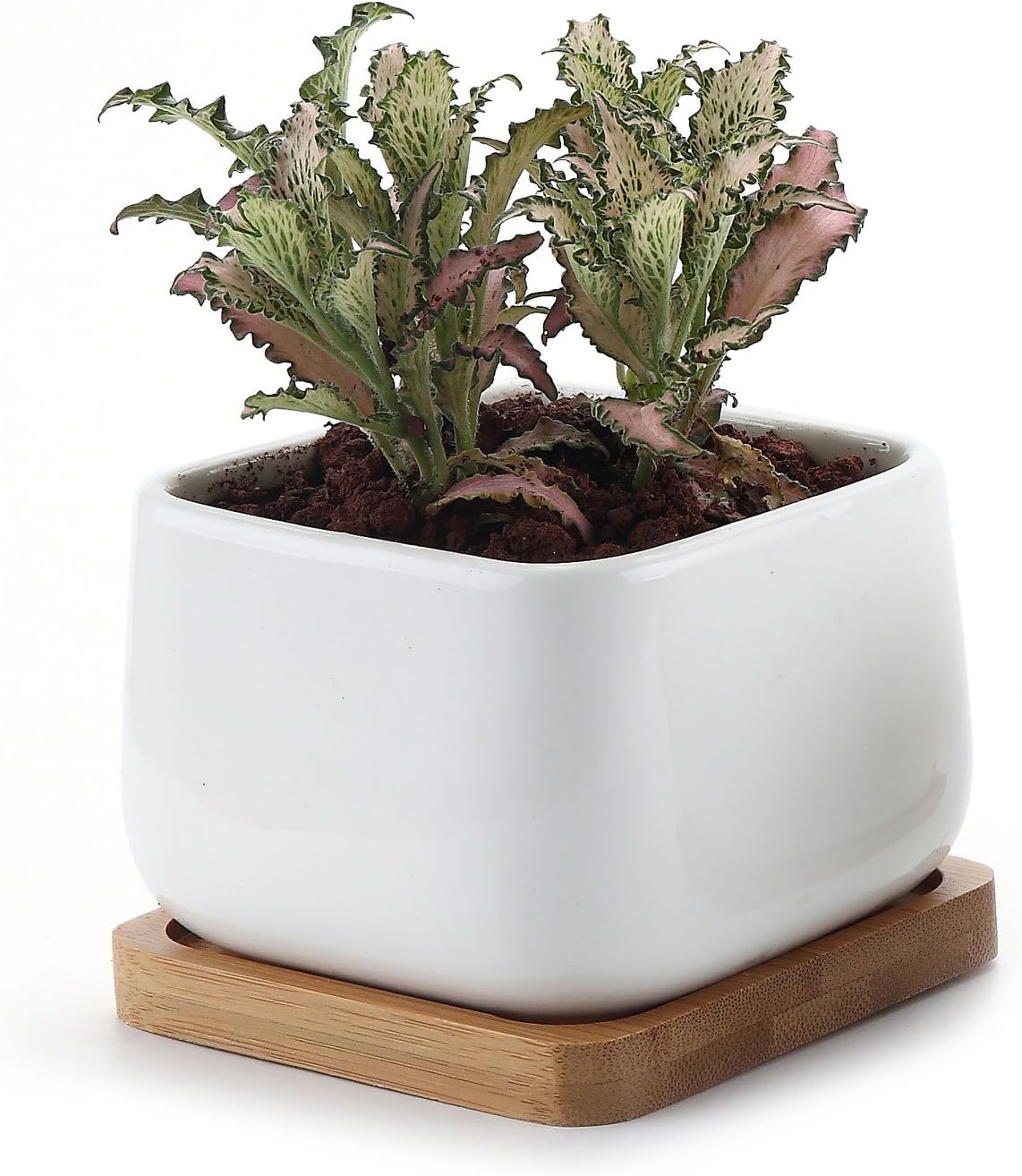 T4U Small White Succulent Planter Pots with Bamboo Tray Square Set of 2, Geometric Cactus Plant Holder Container for Home Office Table Desk Decoration Gift for Mom Aunt Sister Daughter Gardener