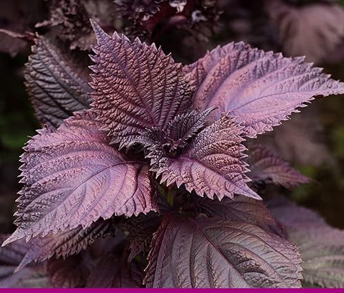 Miniatura 2 de Polvo de extracto de perilla frutescens puro natural orgánico -10.58 onzas (10.58 oz)