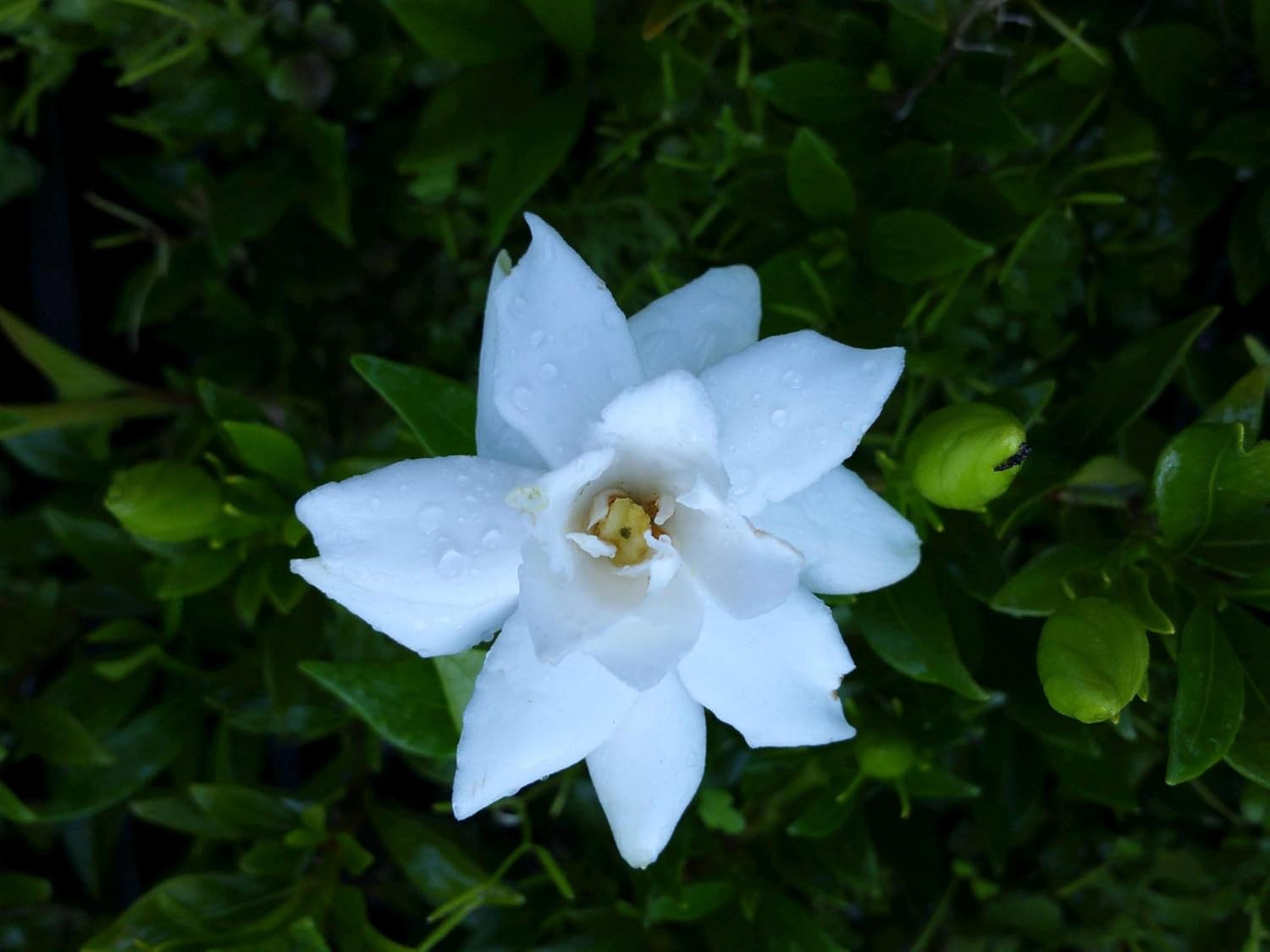Radicans Dwarf Miniature-Gardenia jasminoides-Live Plant-Fragrant-Small White Flower-Emerald Goddess Gardens- Starter Sz 4 Inch Pot