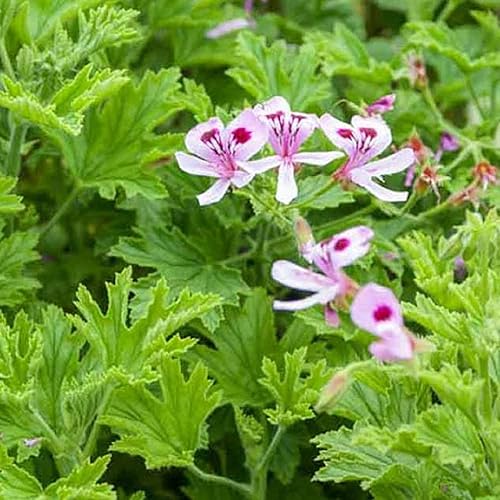 Miniatura 2 de CHUXAY GARDEN 300 semillas de pelargonio citronella semillas de geranio perfumadas citronela geranio perenne planta de hierbas perennes con fuerte