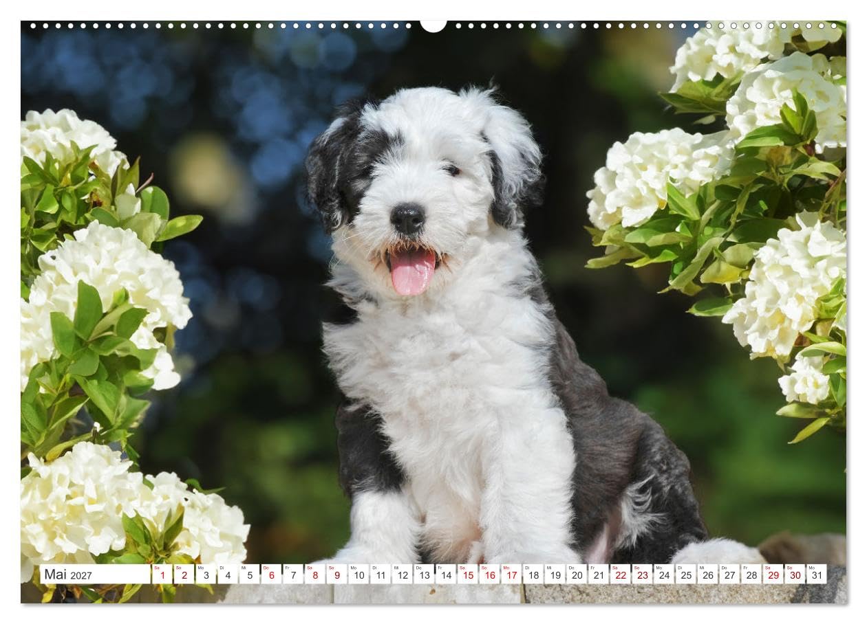 CALVENDO - In der Kinderstube bei Familie Bobtail (hochwertiger Premium Wandkalender 2027 DIN A2 quer), Kunstdruck in Hochglanz: Einblicke in die Bobtail-Kinderstube auf 12 bezaubernden Bildern