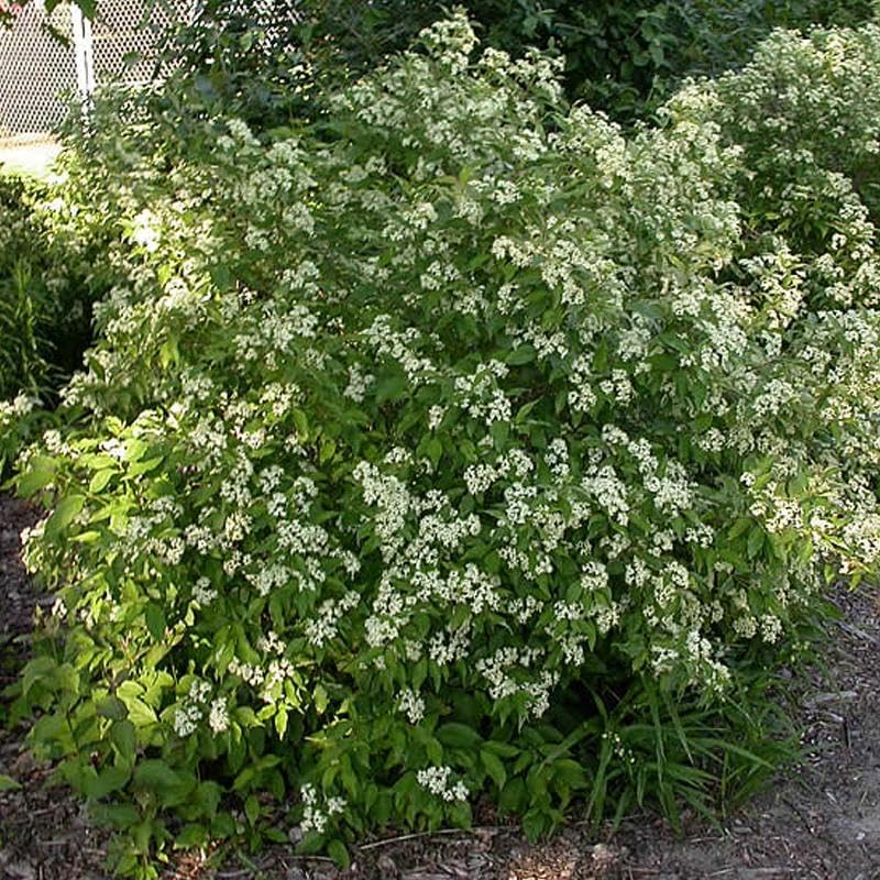 Cornus racemosa (Gray Dogwood, Northern Swamp Dogwood) Shrub Seeds, Small Creamy White Flowers, Beautiful Autumn Color, Seeds by MySeeds.Co, You Choose The Amount (1/4 LB)