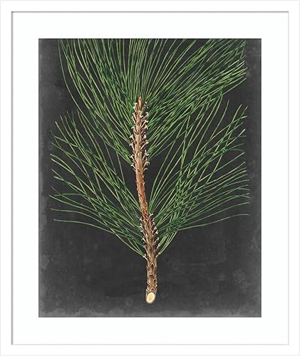 Miniatura 19 de Amanti Art Impresión artística enmarcada para pared, 44 x 36 pulgadas, dramático pino I de Vision Studio, arte de pared de naturaleza, decoración