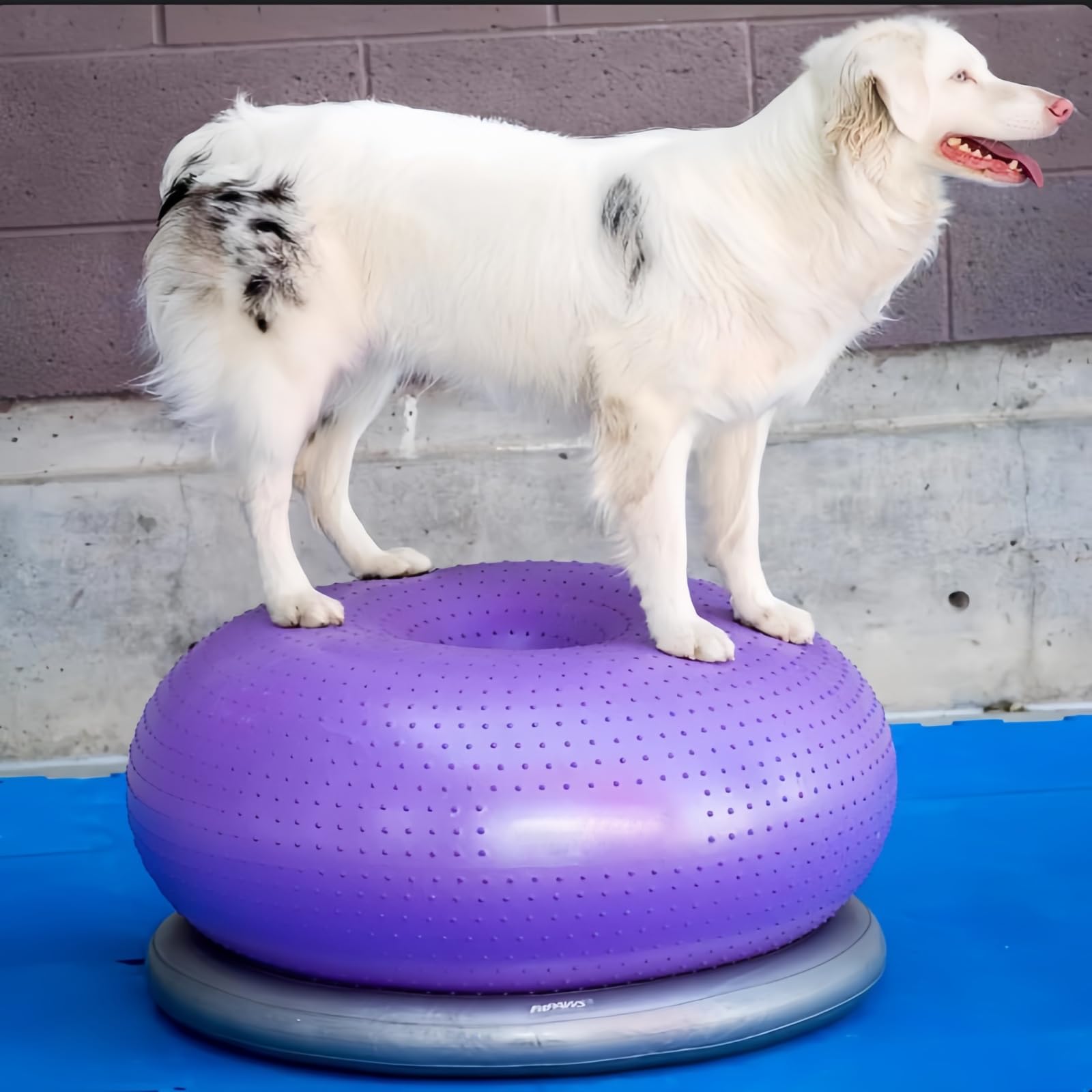 Amazon | Ruying バランスボール 犬 ベース付 ドッグ ドーナツバランス