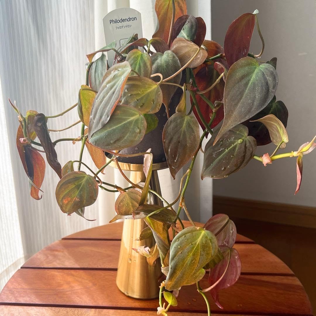 Amazon｜フィロデンドロン ミカンス 観葉植物｜観葉植物 オンライン通販