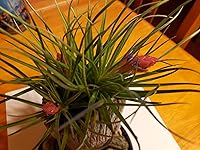 Review Image by D. Tharp