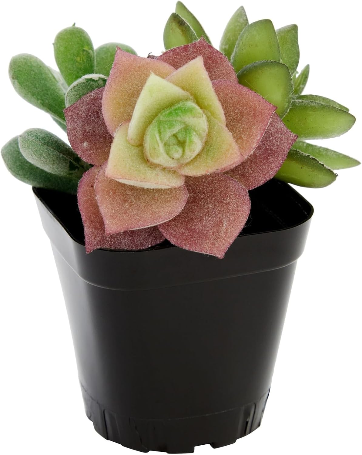 Juvale Square Nursery Pots - Seedling Planters with Drainage Holes - Versatile Pots for Plants & Succulents - Space-Saving Stackable Planters - 2.6 in, Pack of 150, Black - Image 9