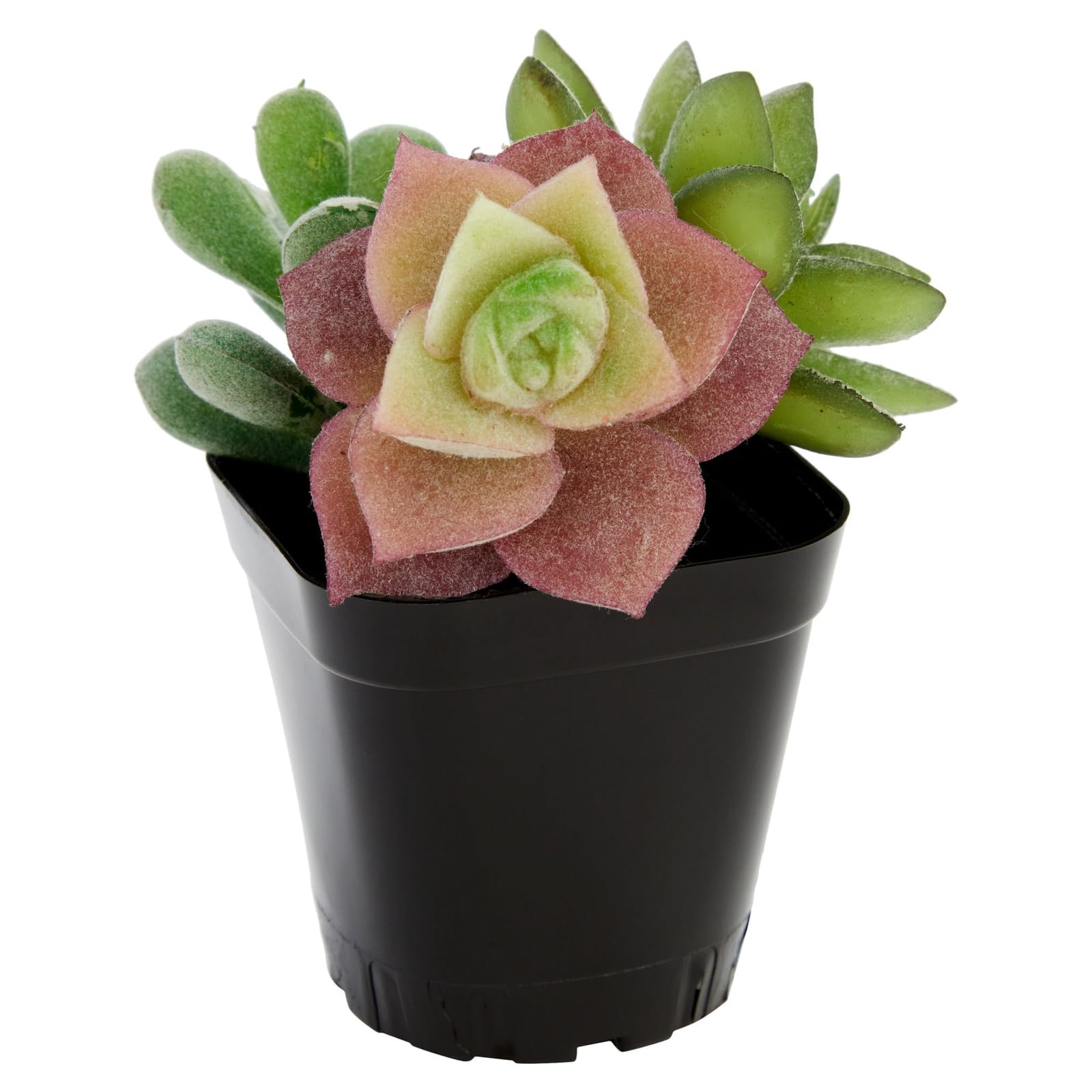 Juvale Lot de 150 Petits Pots de semis carrés en Plastique de 5,1 cm pour Plantes, jardinières de démarrage pour semences, Fleurs, Plantes Grasses, Propagation, Jardin intérieur (Noir)