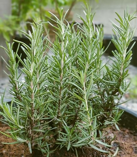 Rosemary 50 Seeds (Rosmarinus officinalis) Heirloom - Polinizado abierto