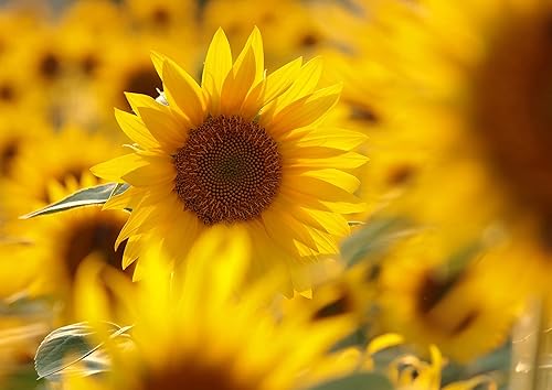 Miniatura 8 de Granos de semillas de girasol tostados orgánicos en seco, 2 libras, sin OMG, sin sal, asados al horno, sin aceite añadido, sin cáscara, vegano,