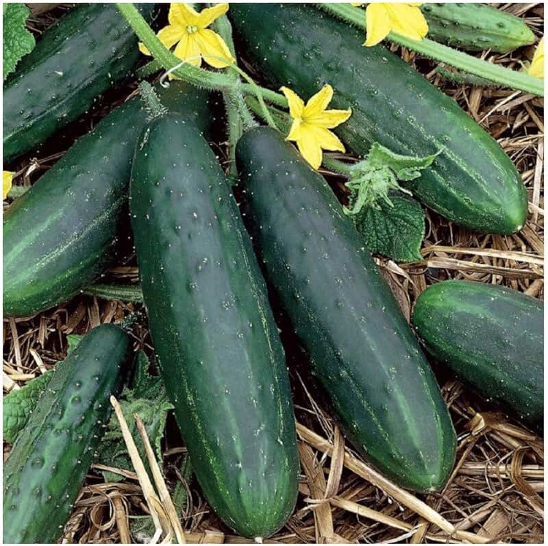 Amazon.co.uk cucumber seeds