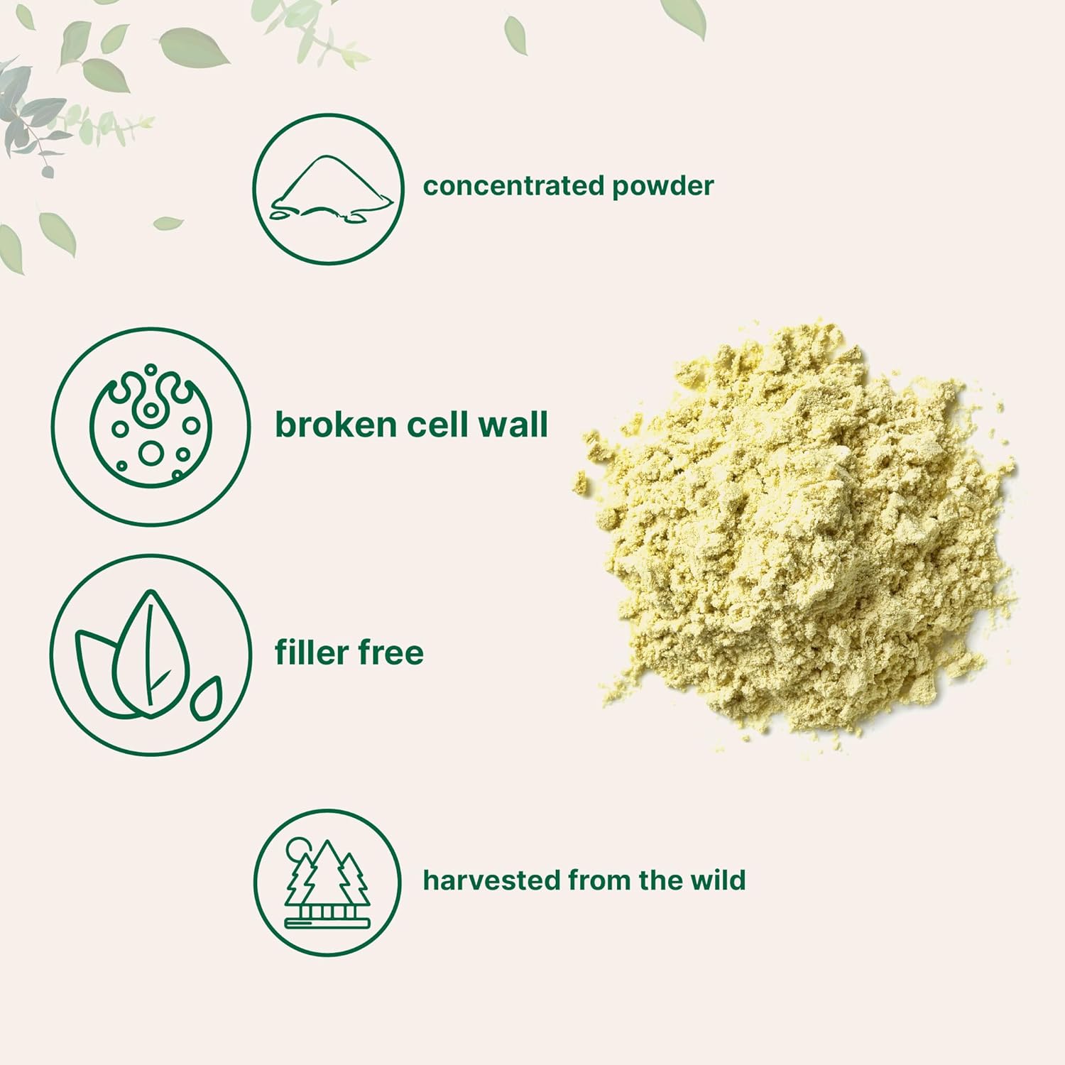 Pure Pine Pollen Powder, 6 Ounce, Wild Harvest an Broken Cell Wall, Supports Immune System Health, Boosts Energy, Antioxidant & Androgenic, No GMOs, Vegan Friendly - Image 3