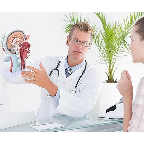 Miniatura 5 de SKUMOD Modelo de estudio, modelo neurovascular superficial de cabeza humana 11 - Anatomía facial médica cerebro cuello sección mediana modelo de