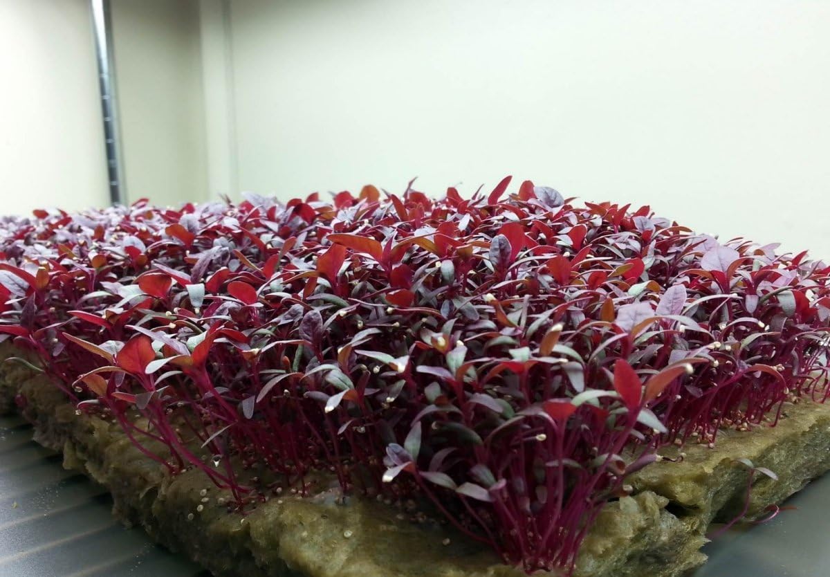 Microgreens Seed Mega Assortment- Sprouting Seeds- 75,000+ Seeds