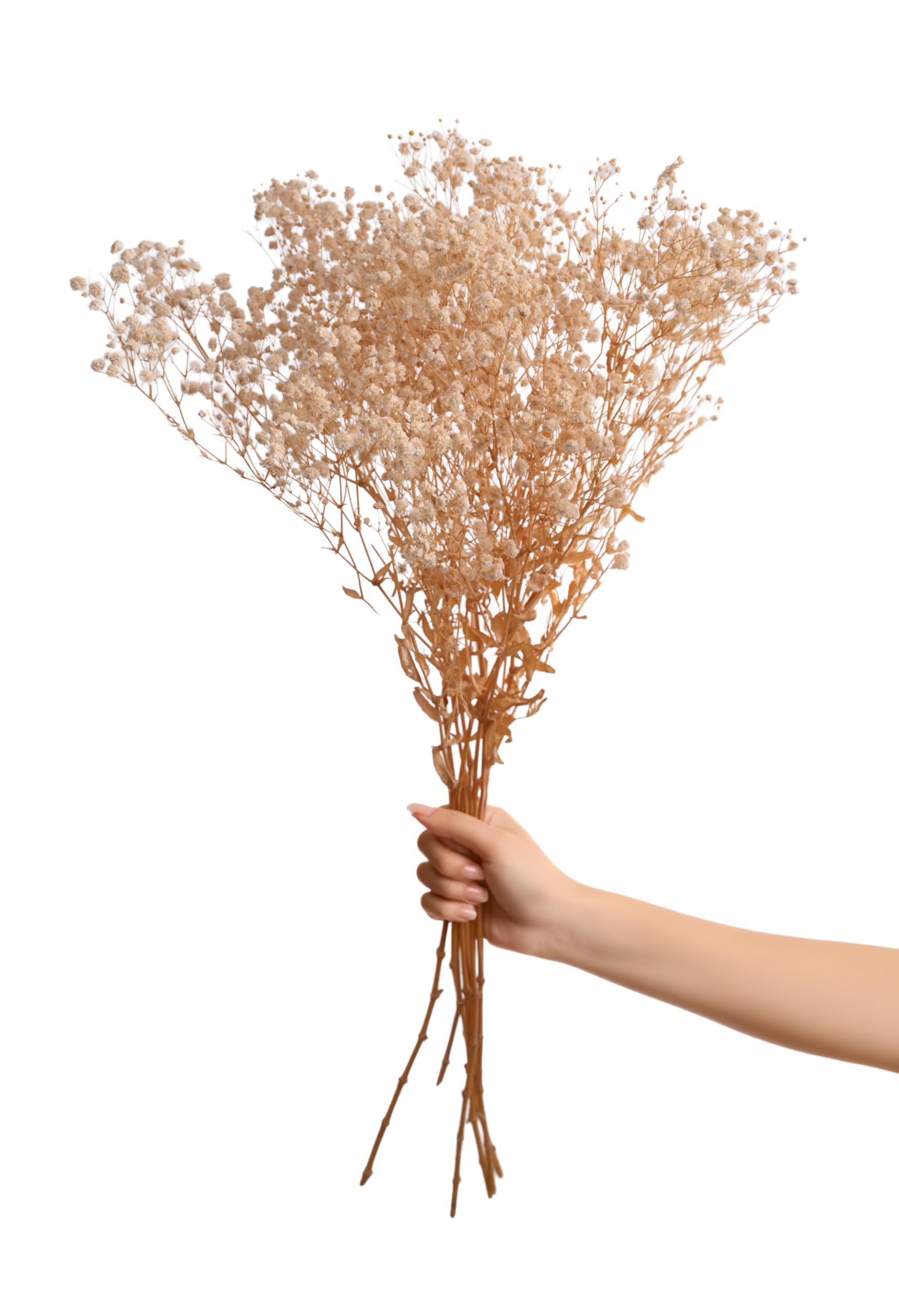 Versailles Preserved White Baby's Breath Bouquet - Preserved Gypsophila Flowers for Home Decor, Wedding Centerpieces, DIY Crafts - Large Bunch-image-2