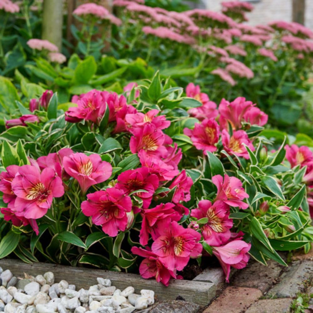 Alstroemeria Inticancha 'River Valley' 3 Jumbo Plug Plants – Peruvian Lily Hardy Perennial – Deep Pink Flowers with Cream Throats – Variegated Foliage – by Thompson & Morgan