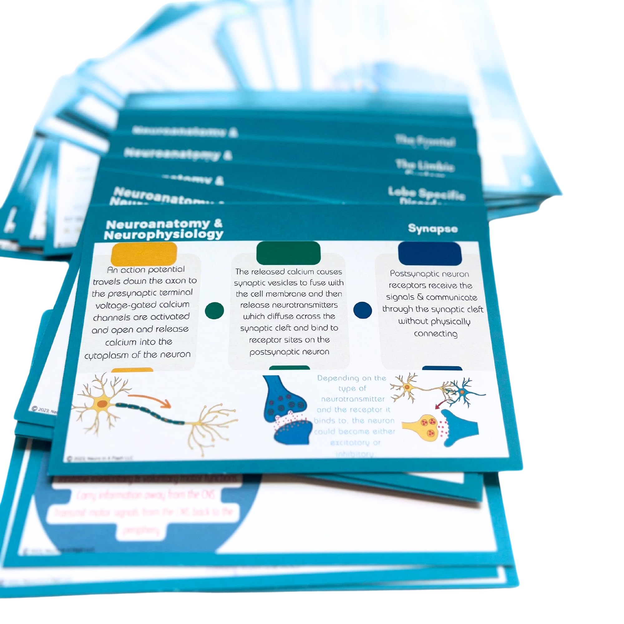 Neuroanatomy & Neurophysiology EEG Flashcards, Electroneurodiagnostic Study Aid, Neuroscience Guide, Epilepsy Education, Clinical Neurology, Textbook Tool