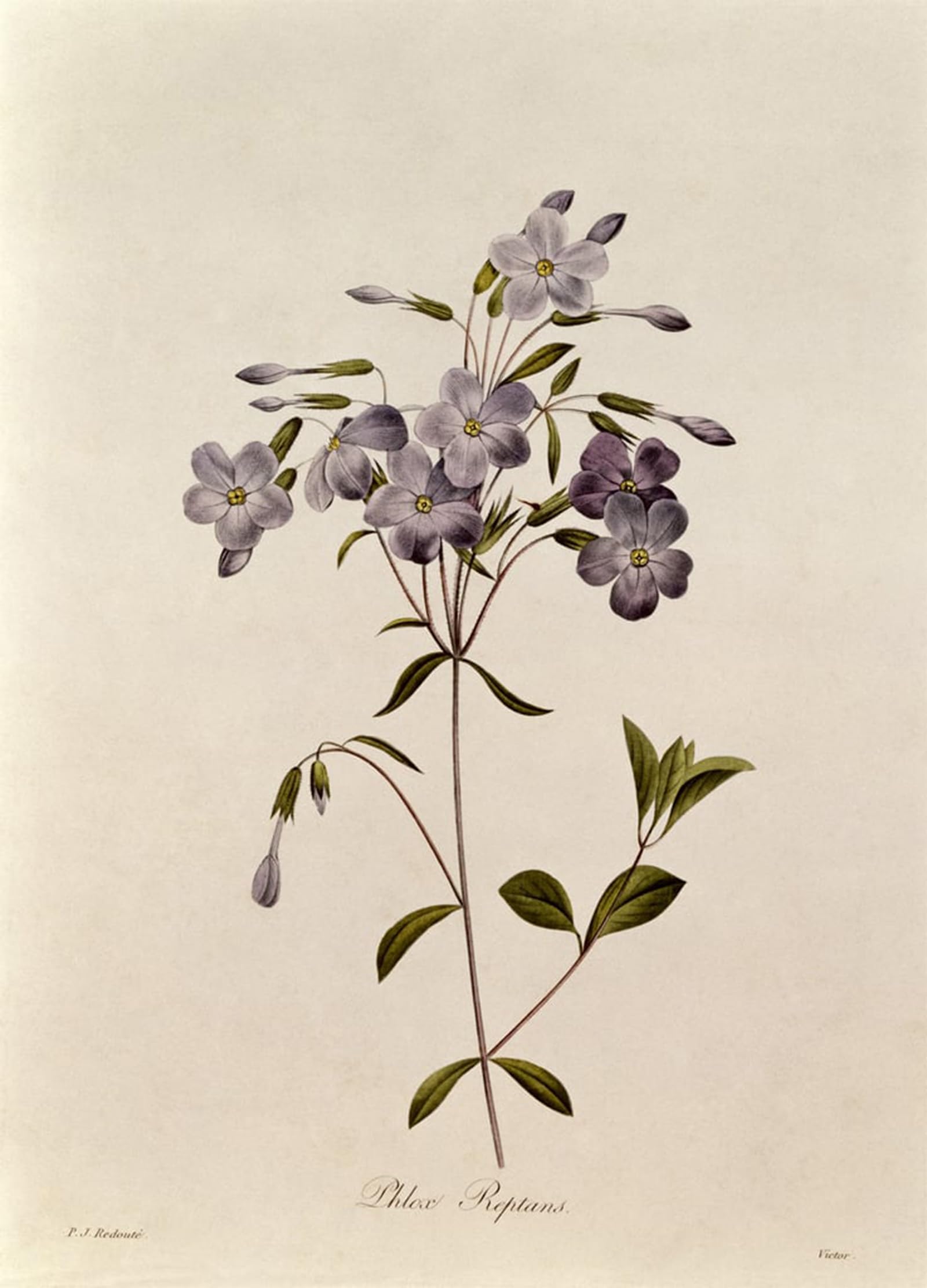 POSTERIIk Famous Modern Artwork Art Mural Phlox reptans by Pierre Redouté Oil Paintings Pictures for Home Decor 60x90cm