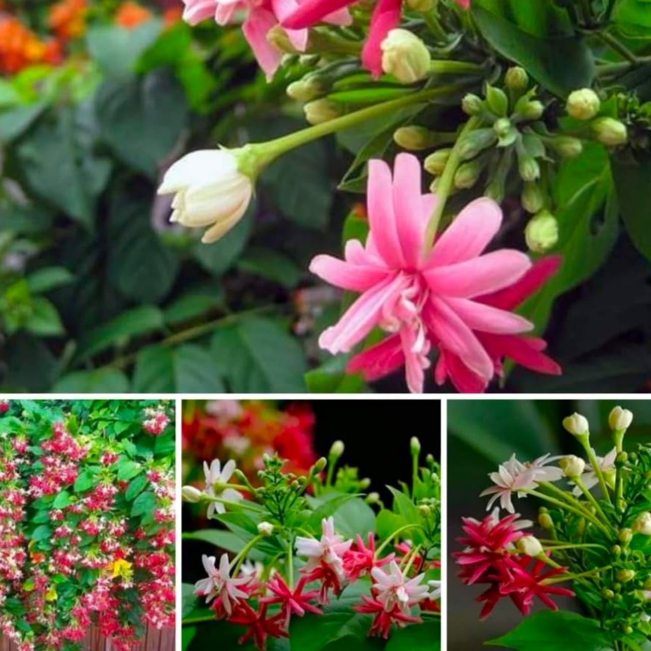 See full amazon price history chart for Live Madhumalti Double Flower Plant Madhumati, Combretum (मधुमालती) Live Plant Beautiful Outdoor Flowering Plant Flower Plants Madhumalti Dwarf Rangoon Creeper Plant With Black Plastic pot (Pack Of 2) Live Madhumalti Double Flower Plant Madhumati, Combretum (मधुमालती) Live Plant Beautiful Outdoor Flowering Plant Flower Plants Madhumalti Dwarf Rangoon Creeper Plant With Black Plastic pot (Pack Of 2) (B0D9PHNG7G) Amazon Price History, Amazon Price Tracker