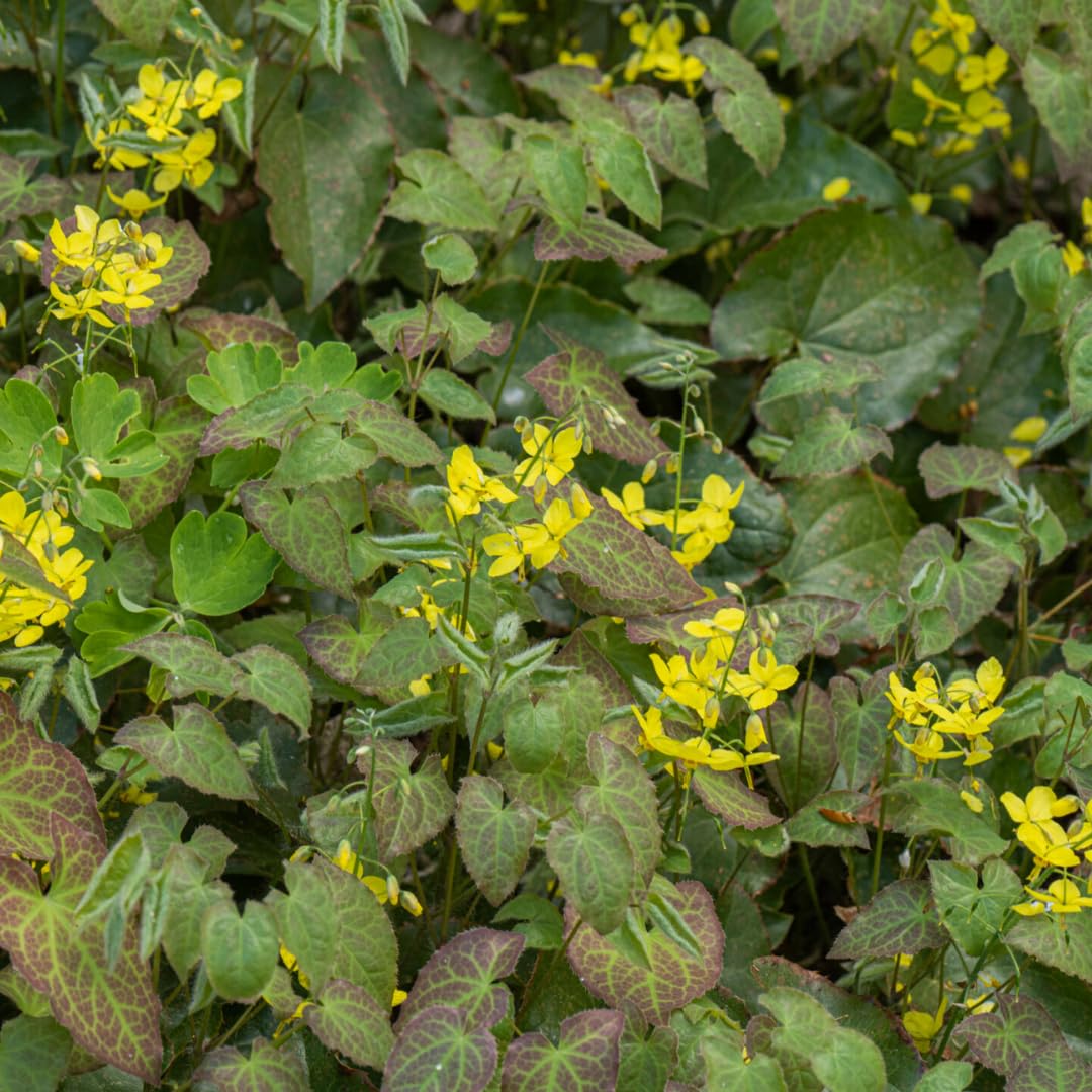 Plants by Frank Epimedium Perralchicum Frohnleiten, 60 plantes, Ø 9 cm
