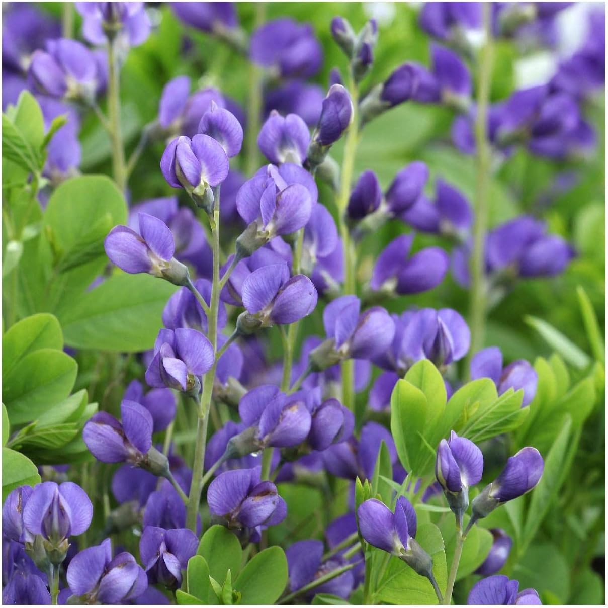 Everwilde Farms - 1/4 Lb Dwarf Blue Indigo Native Wildflower Seeds - Gold Vault