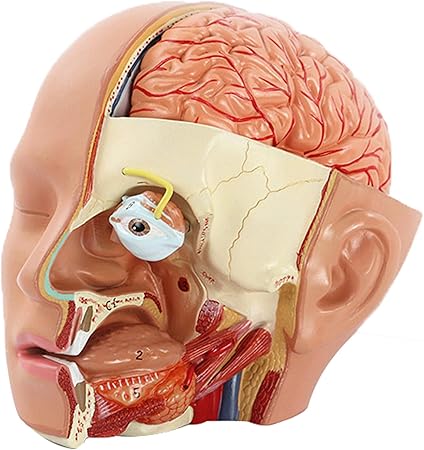 Amazon 人間の解剖学的な半頭と顔の解剖学医療脳首正中断面眼球モデル医学部の学生が人体解剖学コースの装飾を教えるための口腔鼻研究モデル Szeao 人体模型 解剖モデル Amazon 人間の解剖学的な半頭と顔の解剖学医療脳首正中断面眼球モデル医学部の学生が人体解剖学コースの装飾を教えるための口腔鼻研究モデル Szeao 人体模型 解剖モデル