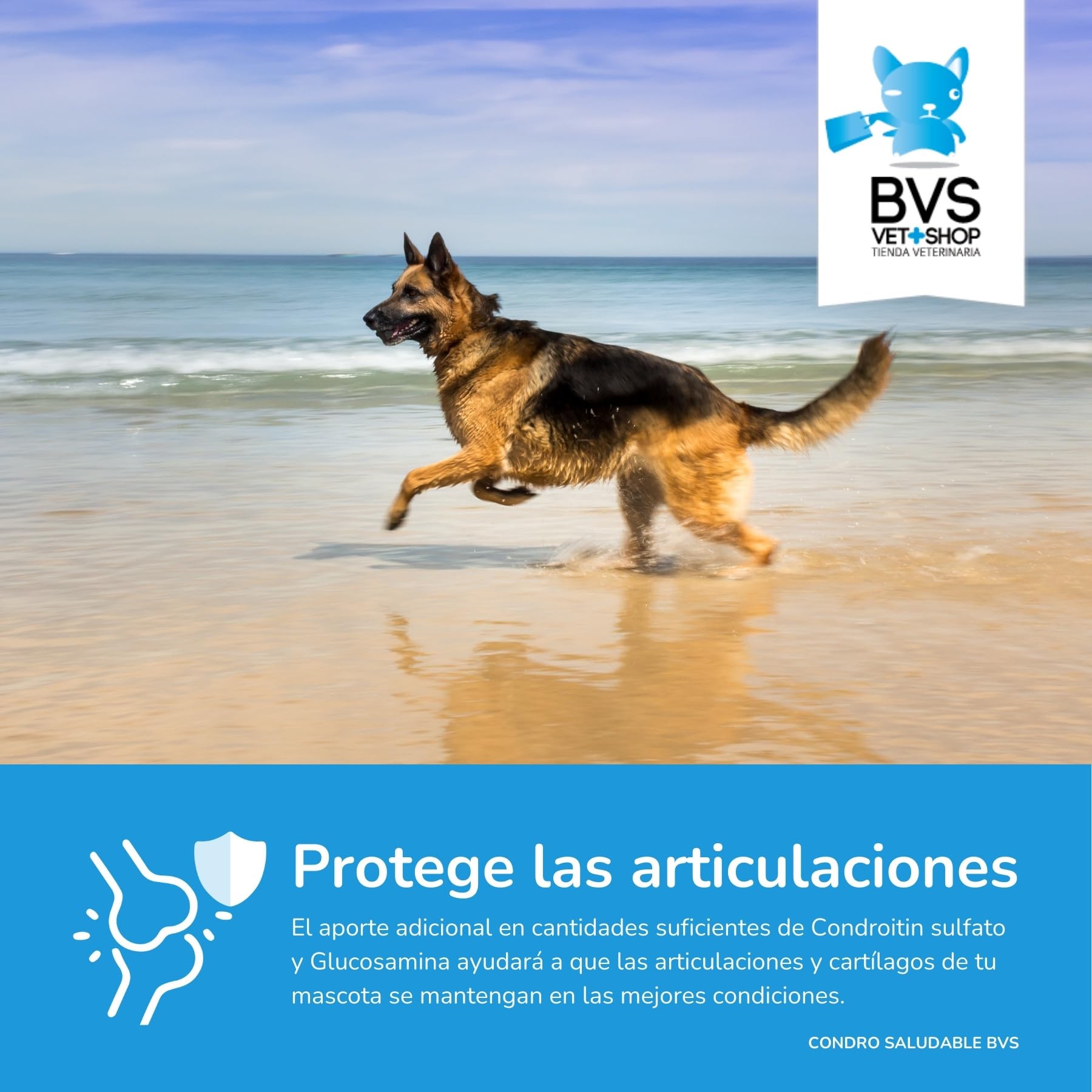 BVS Vet Shop | Condro Saludable Plus para Perros | Musculos vigorosos y Ayuda para Las articulaciones de tu Mascota | Razas Medianas y Grandes | 12 kg
