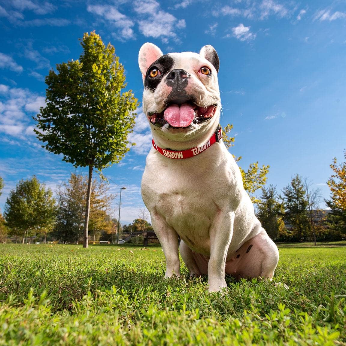 Collare Per Cani Marvel - Licenza Ufficiale | Tessuto Resistente In Poliestere | Con Gancio Per Sacchetti | Taglia S - Foto 2