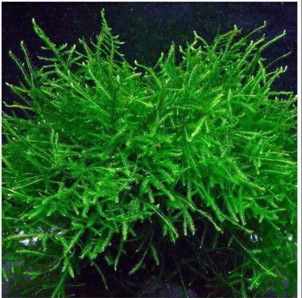 Live Aquarium Carpet Plants, Java Moss, 20g, Shrimp Safe