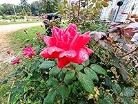 Review Image by MRS.Denning MRS.Denning