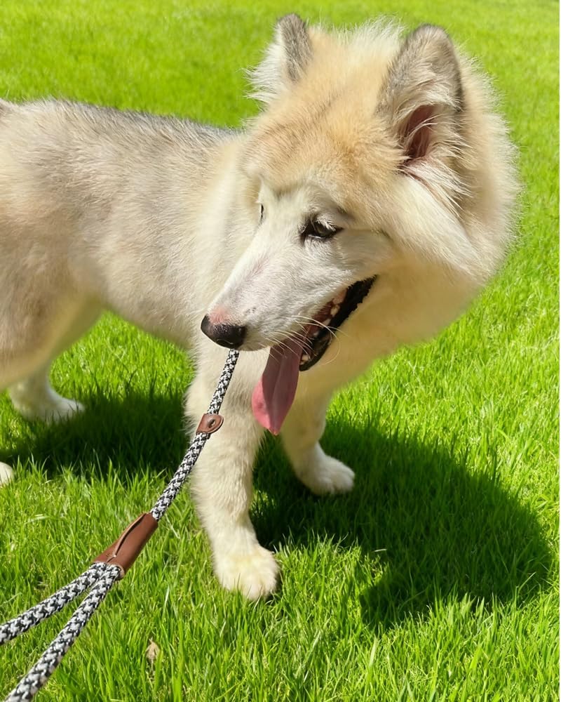 3FT Slip Lead Dog Training Leash, No Pull Dog... 15 3FT Slip Lead Dog Training Leash, No Pull Dog...