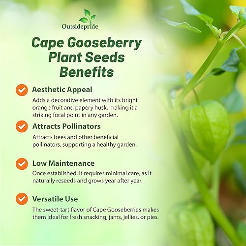 Miniatura 3 de Outsidepride Cape Gooseberry Physalis Seeds - 1000 unidades. Perennes, tolerantes a la sequía y versátiles, semillas de flores para plantar