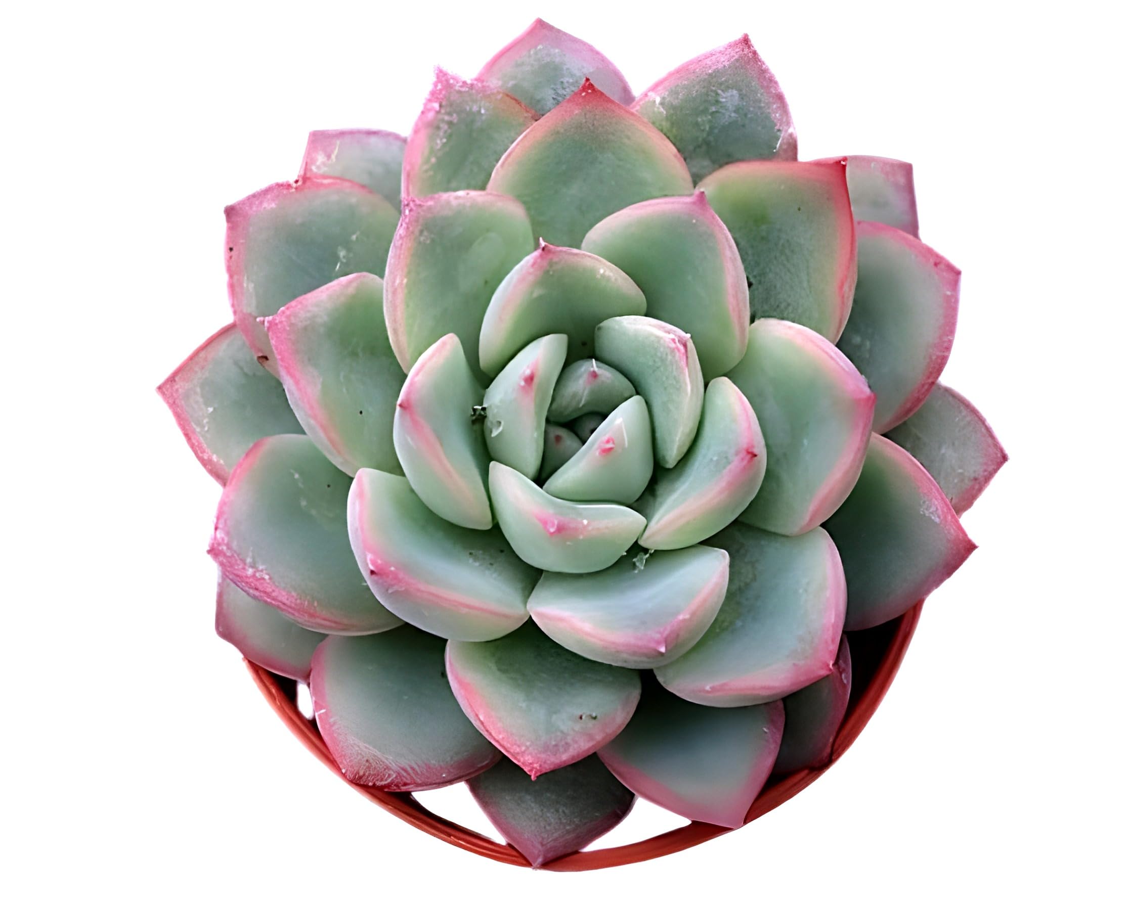 RADHA RANI PLANT HOUSE - Original Vishnu Kamal Vastu Plant || Goodes Vishnu Kamal Healthy Live plant (Sempervivum Calcareum) Succulent Plant for Home Decor