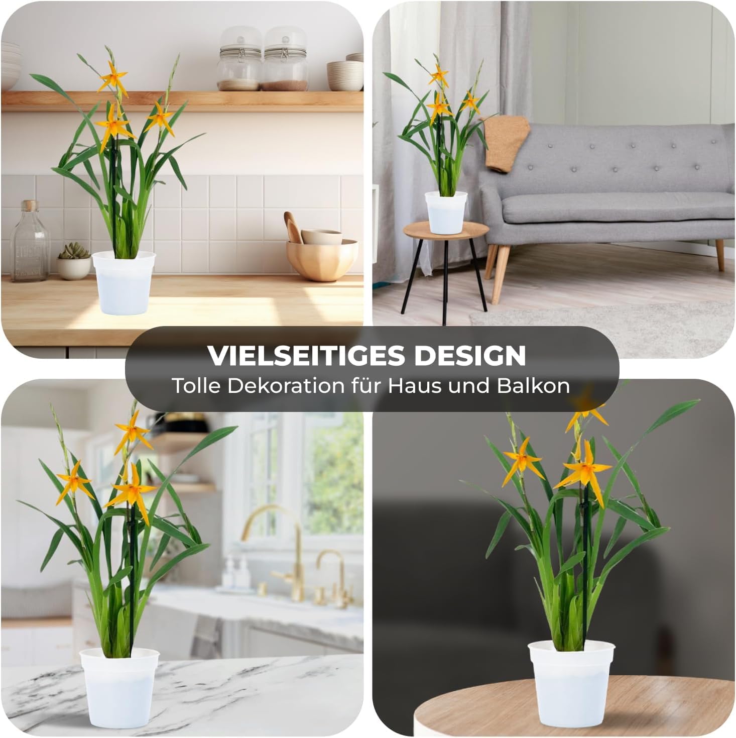 Orchideen Echte Pflanzen Brassia Anita - 2 große Zimmerpflanzen aus Holland - 30-40 cm hoch - mit Blüten und leicht duftend (Nicht künstlich, ohne Dünger und Topf, kein Samen, nicht winterhart)