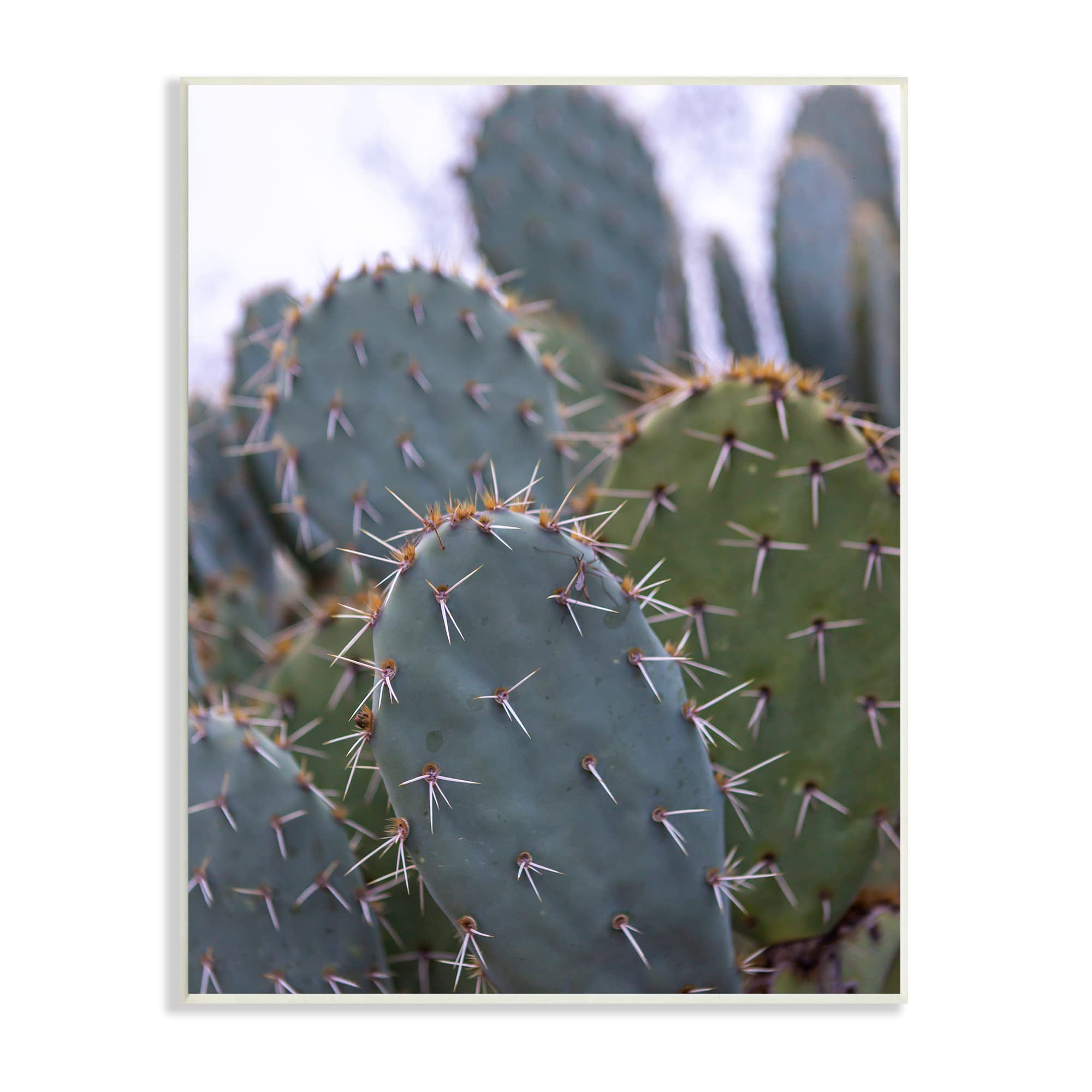 Stupell Industries Prickly Cactus Thorns Close Up Photography Desert Vegetation, Design by Jeff Poe Photography