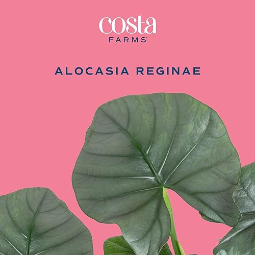 Miniatura 3 de Costa Farms Alocasia Regina - Planta viva en maceta de riego automático, planta de interior perfecta para decoración del hogar, habitación u