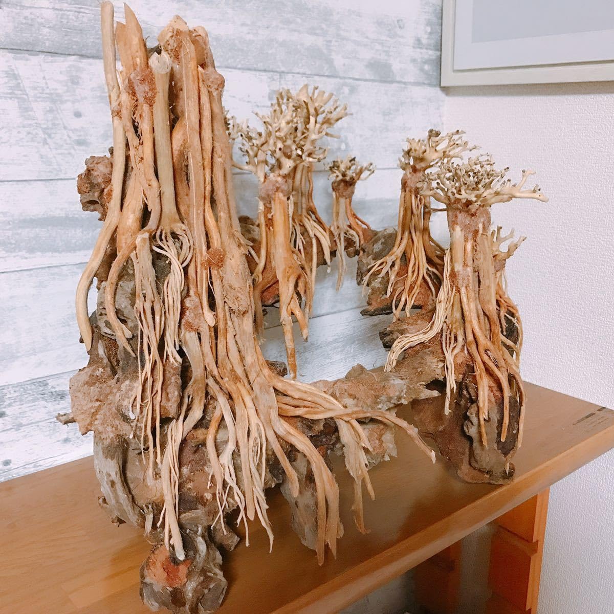 Amazon.co.jp: 【1～3日以内 発送】空洞型バニヤン盆栽流木ADA 流木