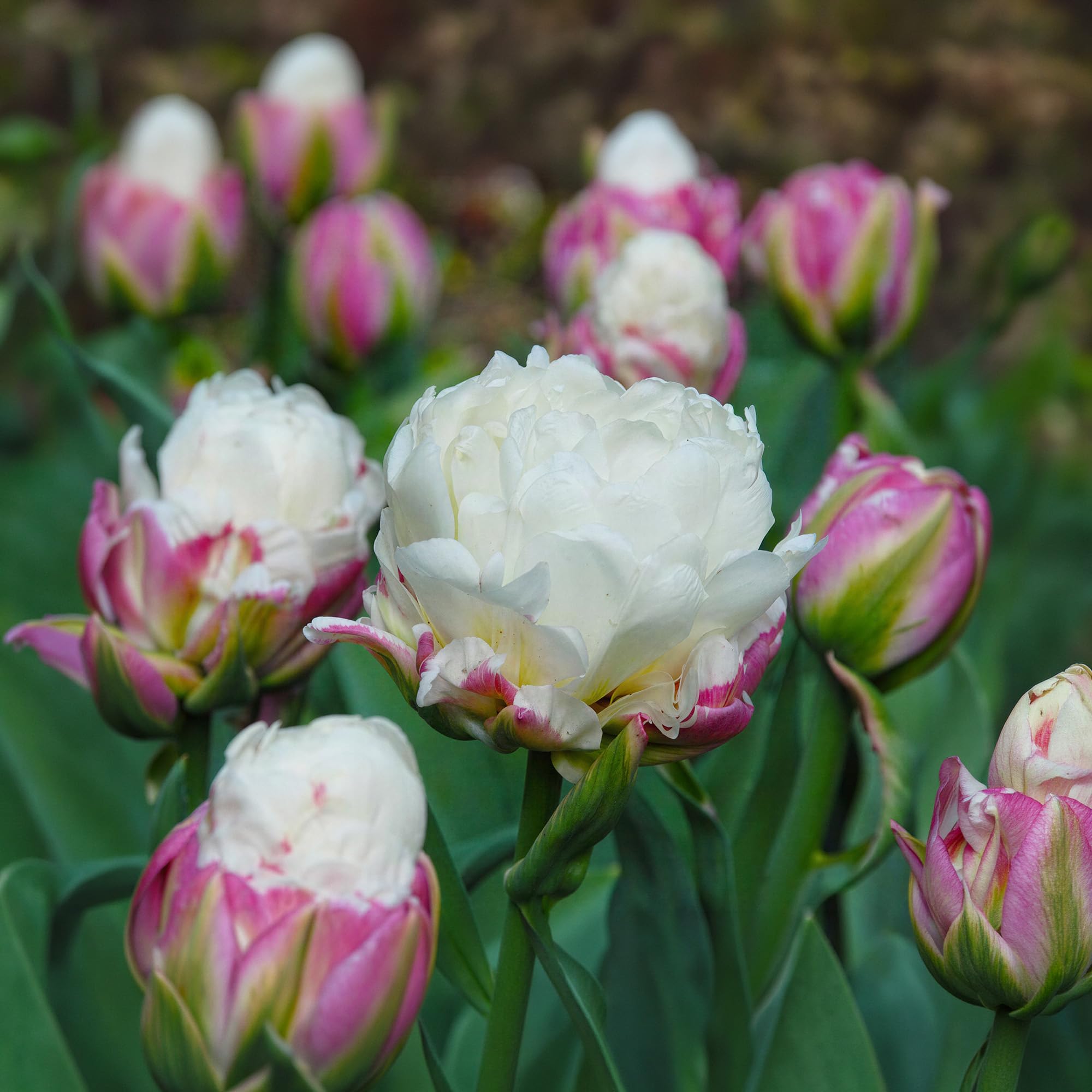 Tulipano Ice Cream - Bulbi Perenni da Piantare in Autunno