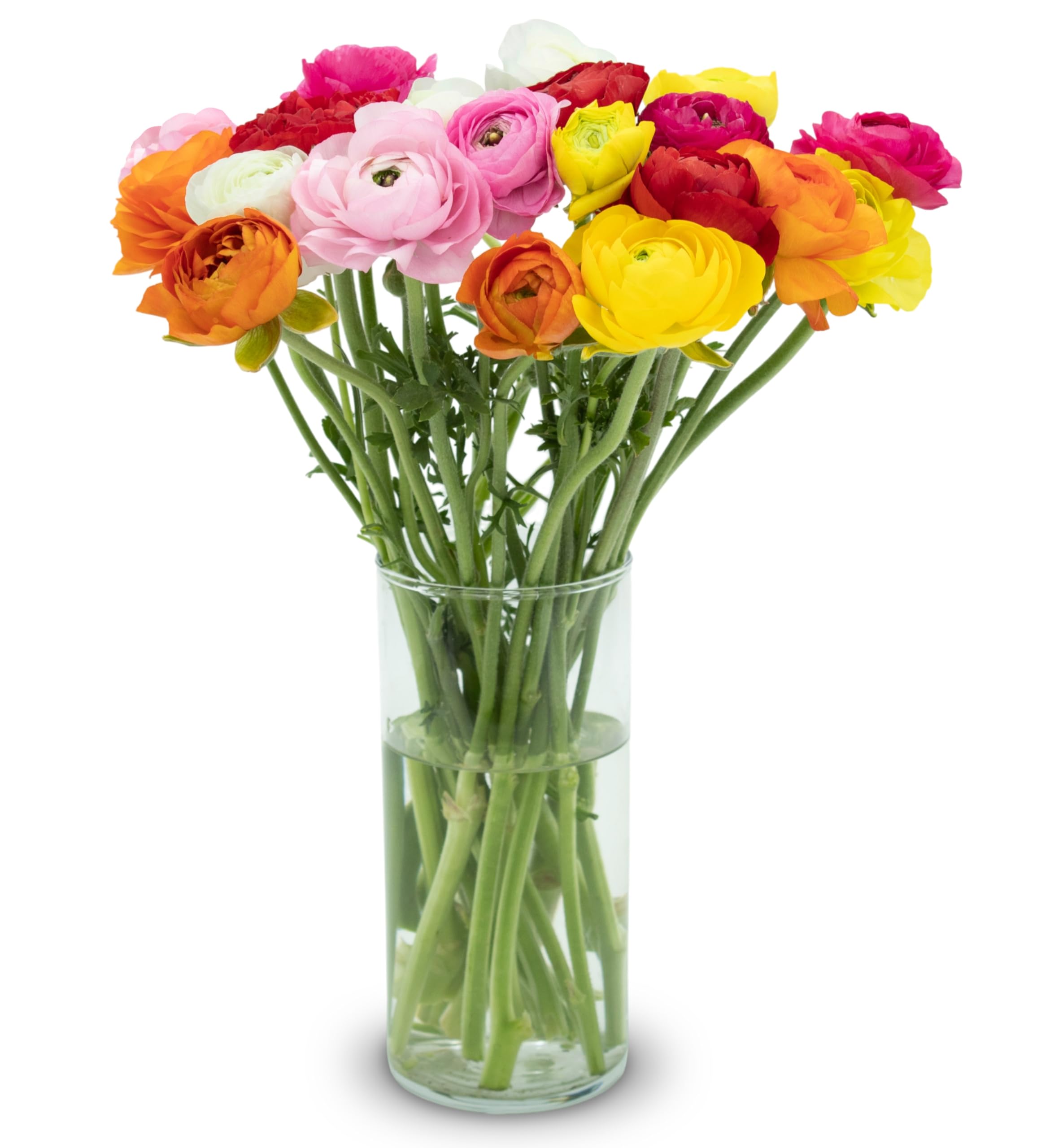 - Stargazer Barn - 20 Stem Rainbow Ranunculus (Vase Not Included) - Next Day Fresh Flower Delivery - Gift for Anniversary, Birthday, Congratulations, Get Well, Graduation, Sympathy, Easter