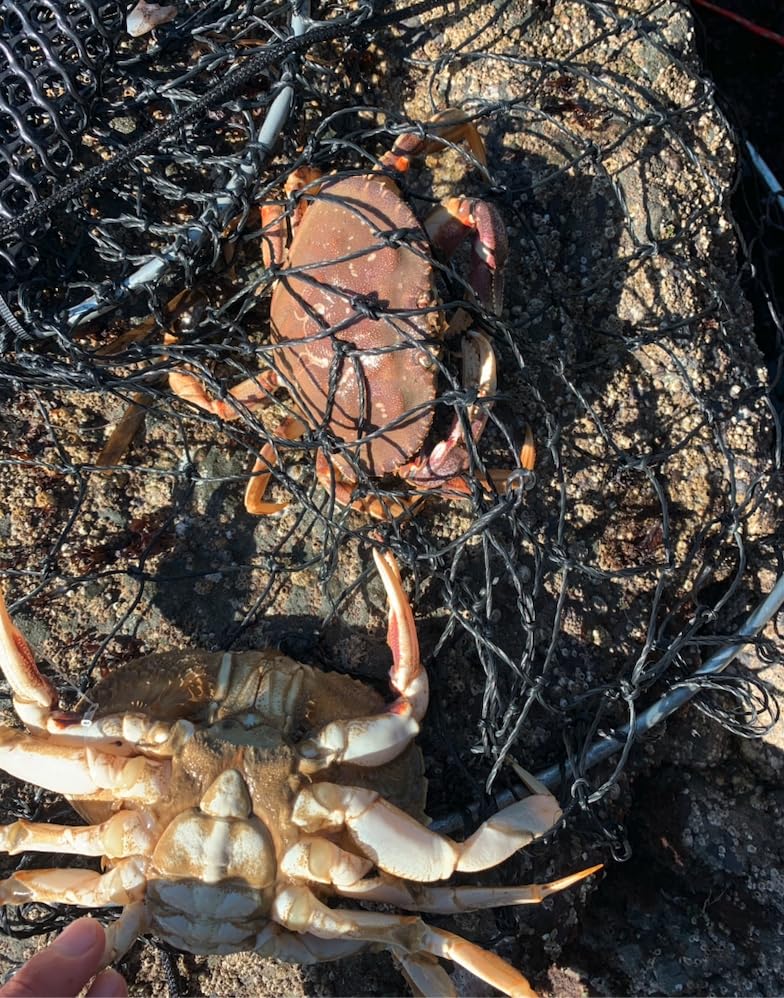 Amazon.com : 1 Pack Crab Trap Hoop Net Crab Pot 2 Ring Trap for Pier Dock  Jetty Dungeness Rock Blue Crabs with Float, Line Bait Clip and Bag 24" x  20" x