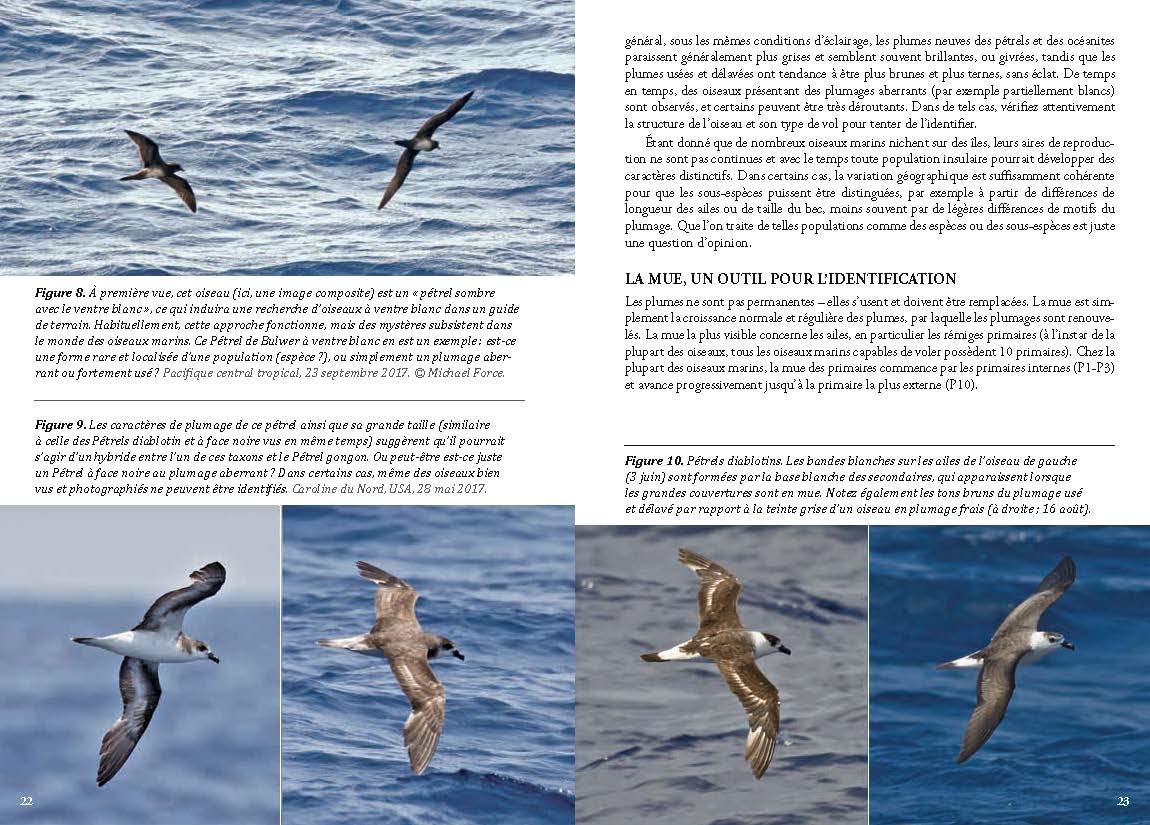 Guide photo des oiseaux marins du monde: Identifier toutes les espèces pélagiques