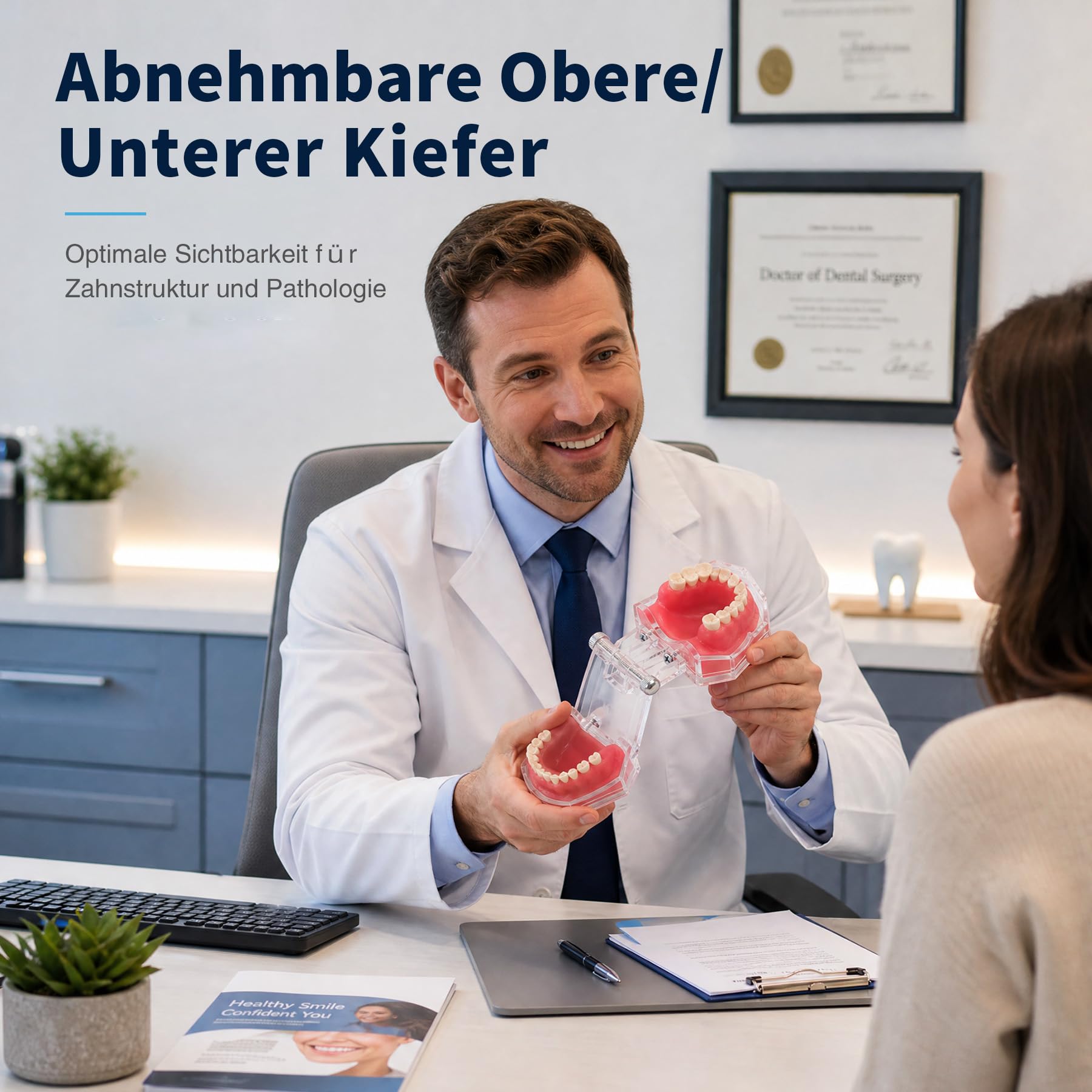 Zahnmodell Realistisch - 28 Zähne Herausnehmbar Dentalmodell mit durchsichtiger Acryl-Abdeckung und weichem Gummigumm Ideal für Zahnmedizinstudenten und Ärzte