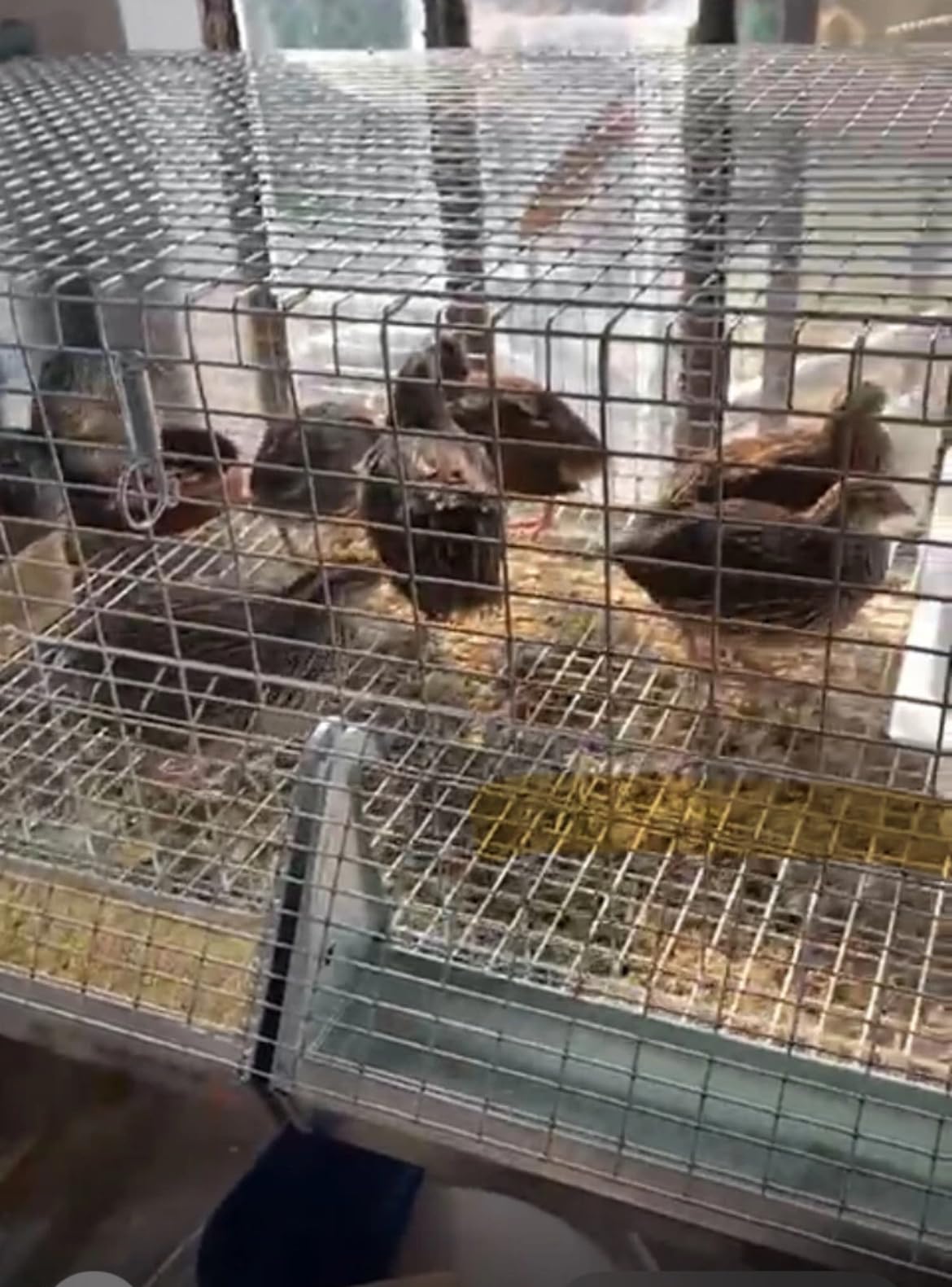 GABBIA PER PULCINI IN RETE DI ACCIAIO ZINCATO-CON ABBEVERATOIO E MANGIATOIA-ANTITOPO-ROBUSTA E RESISTENTE CON STRUTTRA BULLONATA.DONATO ROCILA SRL (Le misure sono della Gabbia Montata)
